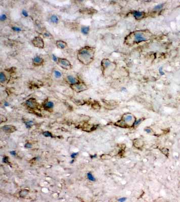 2 - Anti-EIF6 Antibody ABO11338