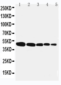 1 - Anti-Flotillin 1 Antibody ABO11340