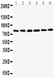 1 - Anti-LPP Antibody ABO11348