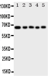 1 - Anti-MBD4 Antibody ABO11350