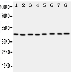 1 - Anti-PGK1 Antibody ABO11352