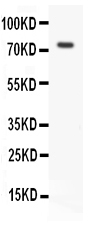 1 - Anti-RIP Antibody ABO11359