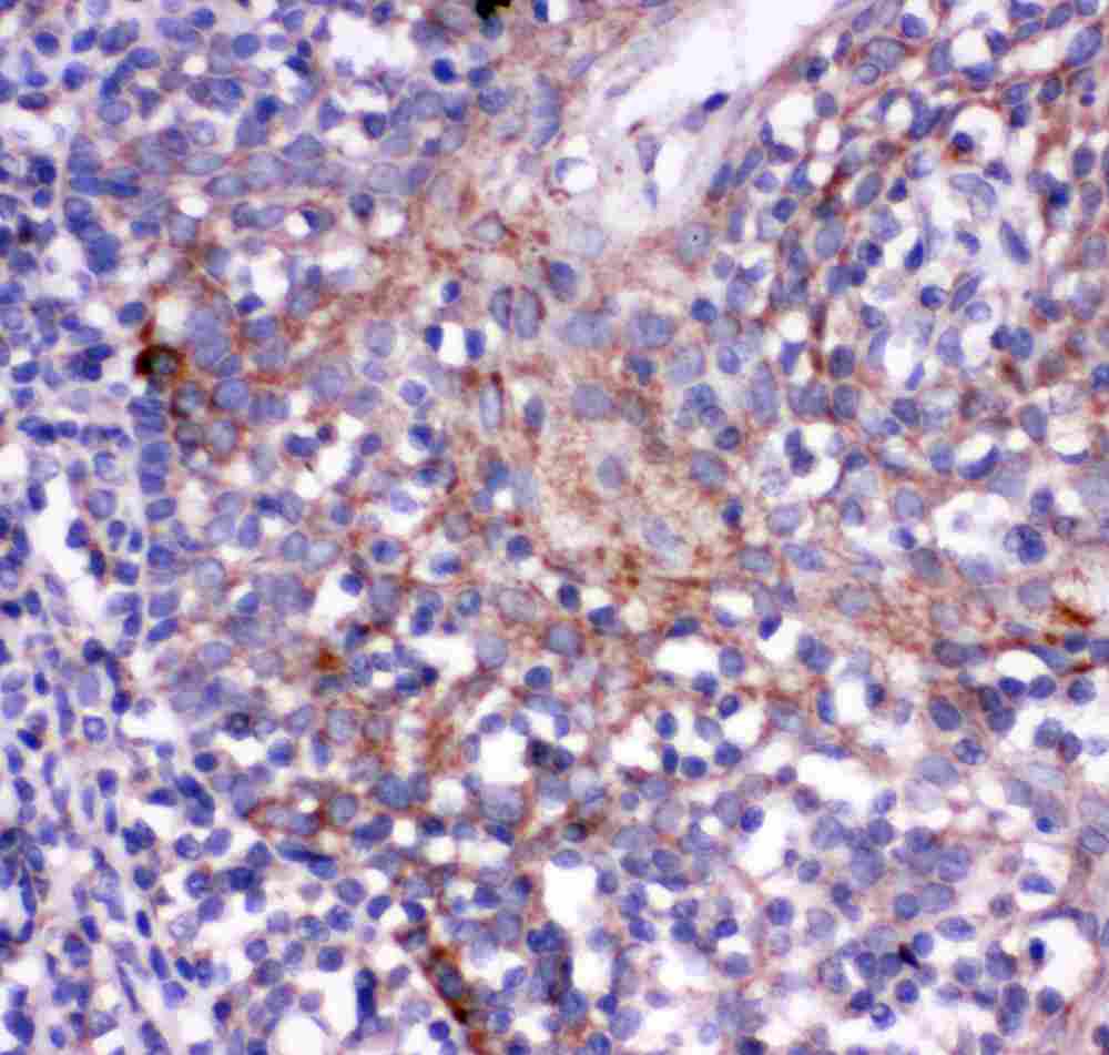 2 - Anti-CD244/2B4 Antibody ABO11365