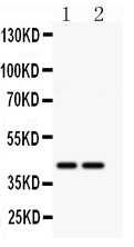 1 - Anti-CD244/2B4 Antibody ABO11365