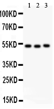 1 - Anti-Factor VII Antibody ABO11367