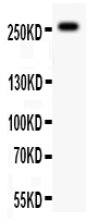 1 - Anti-ABCA4 Antibody ABO11372