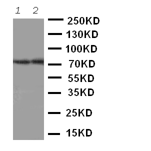 1 - Anti-ABCG4 Antibody ABO11373