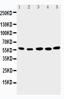 1 - Anti-ABI2 Antibody ABO11374
