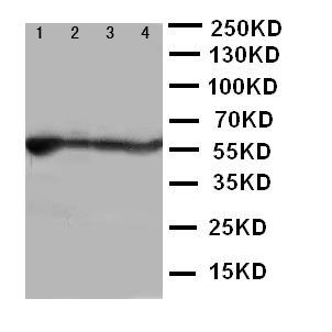 1 - Anti-ALDH2 Antibody ABO11379