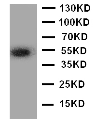 1 - Anti-ANGPTL3 Antibody ABO11381