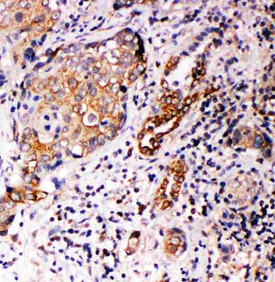 2 - Anti-Annexin A10 Antibody ABO11383