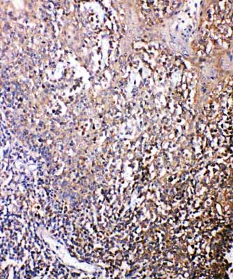 2 - Anti-Bonzo Antibody ABO11388