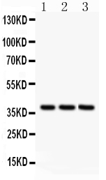 1 - Anti-Bonzo Antibody ABO11388