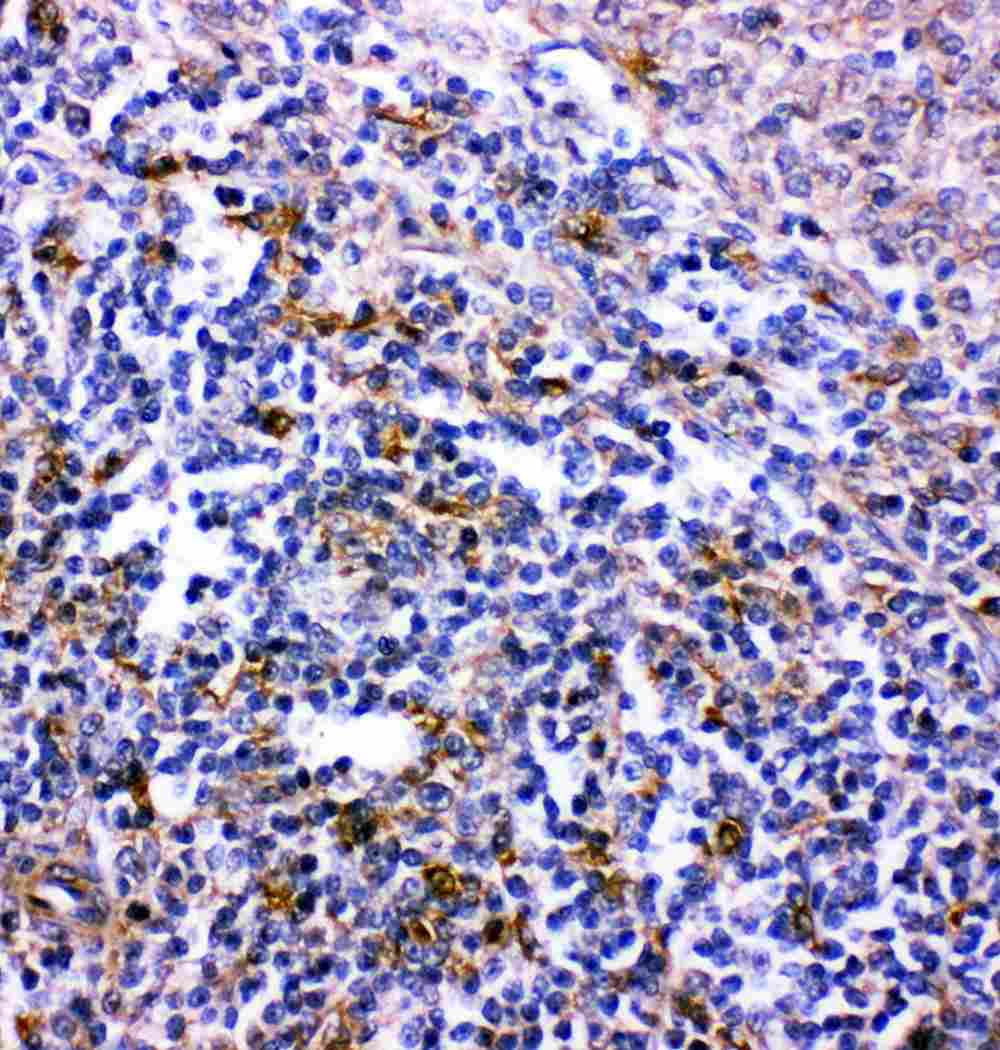 2 - Anti-Bonzo Antibody ABO11389