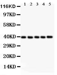 1 - Anti-Bonzo Antibody ABO11389