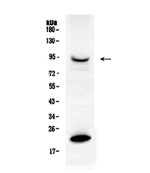 1 - Anti-PRLR Antibody ABO11394