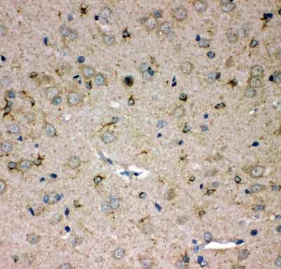 2 - Anti-SPARCL1 Antibody ABO11395