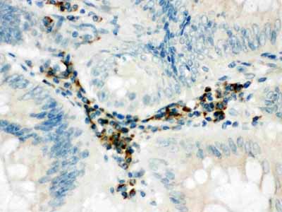 2 - Anti-SPARCL1 Antibody ABO11395