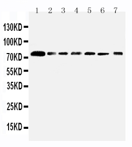1 - Anti-SPARCL1 Antibody ABO11395