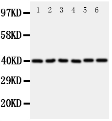 1 - Anti-WISP1/CCN4 Antibody ABO11396