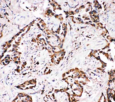 2 - Anti-APLP1 Antibody ABO11403