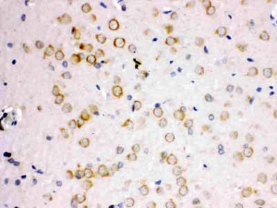 2 - Anti-APLP1 Antibody ABO11403