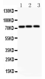 1 - Anti-APLP1 Antibody ABO11403