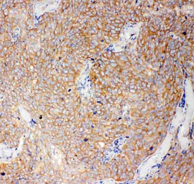 2 - Anti-Caspase-12 Antibody ABO11409