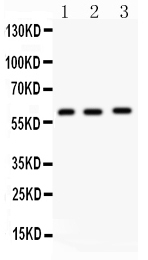 1 - Anti-FMO5 Antibody ABO11414