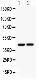 1 - Anti-RUNX3 Antibody ABO11419