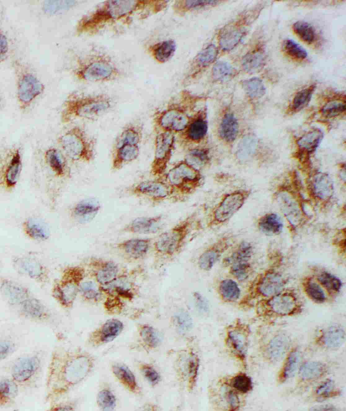 8 - Anti-Smad1 Antibody ABO11421