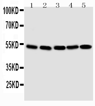 1 - Anti-Smad1 Antibody ABO11421