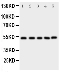 1 - Anti-SMAD5 Antibody ABO11422