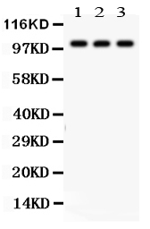 1 - Anti-NAK Antibody ABO11424