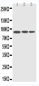 1 - Anti-CDC5L Antibody ABO11429