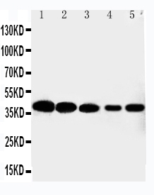 1 - Anti-Cdk7 Antibody ABO11433