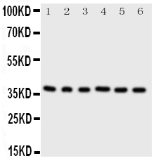 1 - Anti-Cdk7 Antibody ABO11434
