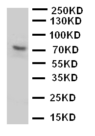 1 - Anti-P2RX7 Antibody ABO11437