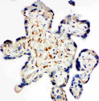 2 - Anti-Syndecan 3/SDC3 Antibody ABO11441
