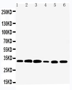 1 - Anti-Tafazzin/TAZ Antibody ABO11443
