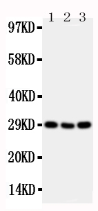 1 - Anti-TNFRSF4/OX40 Antibody ABO11445