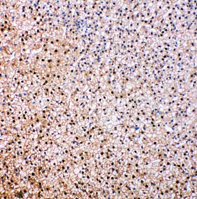 2 - Anti-VCP Antibody ABO11447