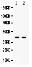 1 - Anti-Cdc37 Antibody ABO11449