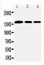 1 - Anti-Collagen I Antibody ABO11450
