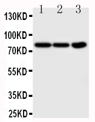 1 - Anti-TrkA Antibody ABO11459