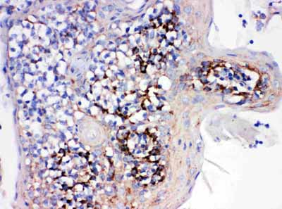 2 - Anti-Cyclophilin B Antibody ABO11462