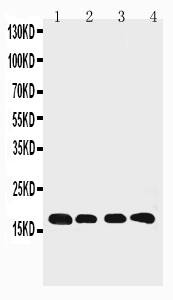 1 - Anti-Cyclophilin B Antibody ABO11462