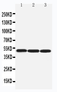 1 - Anti-Beta Arrestin 1 Antibody ABO11466