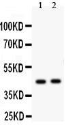 1 - Anti-E2F4 Antibody ABO11467