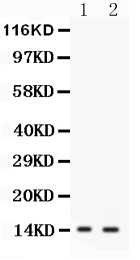 1 - Anti-FABP6 Antibody ABO11469